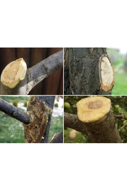 Садовий вар на основі живиці Форестер брикет використання